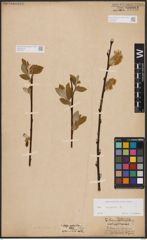Foto von Salix caprea L.
